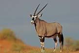 Gemsbuck Oryx gazelle A large antelope bearing conspicuous black markings on the body and face.