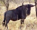 Blue Wildebeest Connochaetes taurinus Similar in appearance to the black wildebeest but dark grey in colour and wit a mane of long black hair, and long, black hair at the end of its tail.