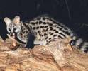 Small-spotted Genet Genetta genetta Distinguished from the large-spotted genet by a crest of black hair along the back, a longer and coarser coat, blacker on the hind feet, darker body spots and