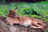 Caracal: Felis caracal A stockier cat than the serval, with shorter limbs, a short bushy tail and characteristic tufts on the ears. The overall colour is a reddish tan.