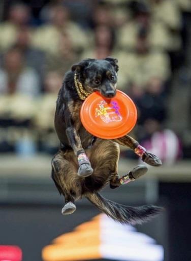 com for updated information on Entertainment & Attractions K9 Crew Trick Dog Show: from shelters to stardom, rescue dogs wows audiences.