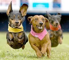 Weiner Dog Races Hosted by West Burb Wieners And they are off.watch the dachshunds, race to the finish.