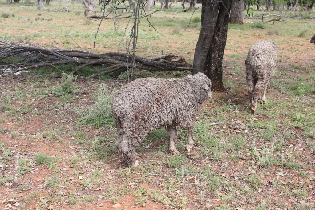Picture 3: Sheep that had been bogged in a black soil cultivation paddock for 3 days. All showed evidence of exhaustion and neurological disease.