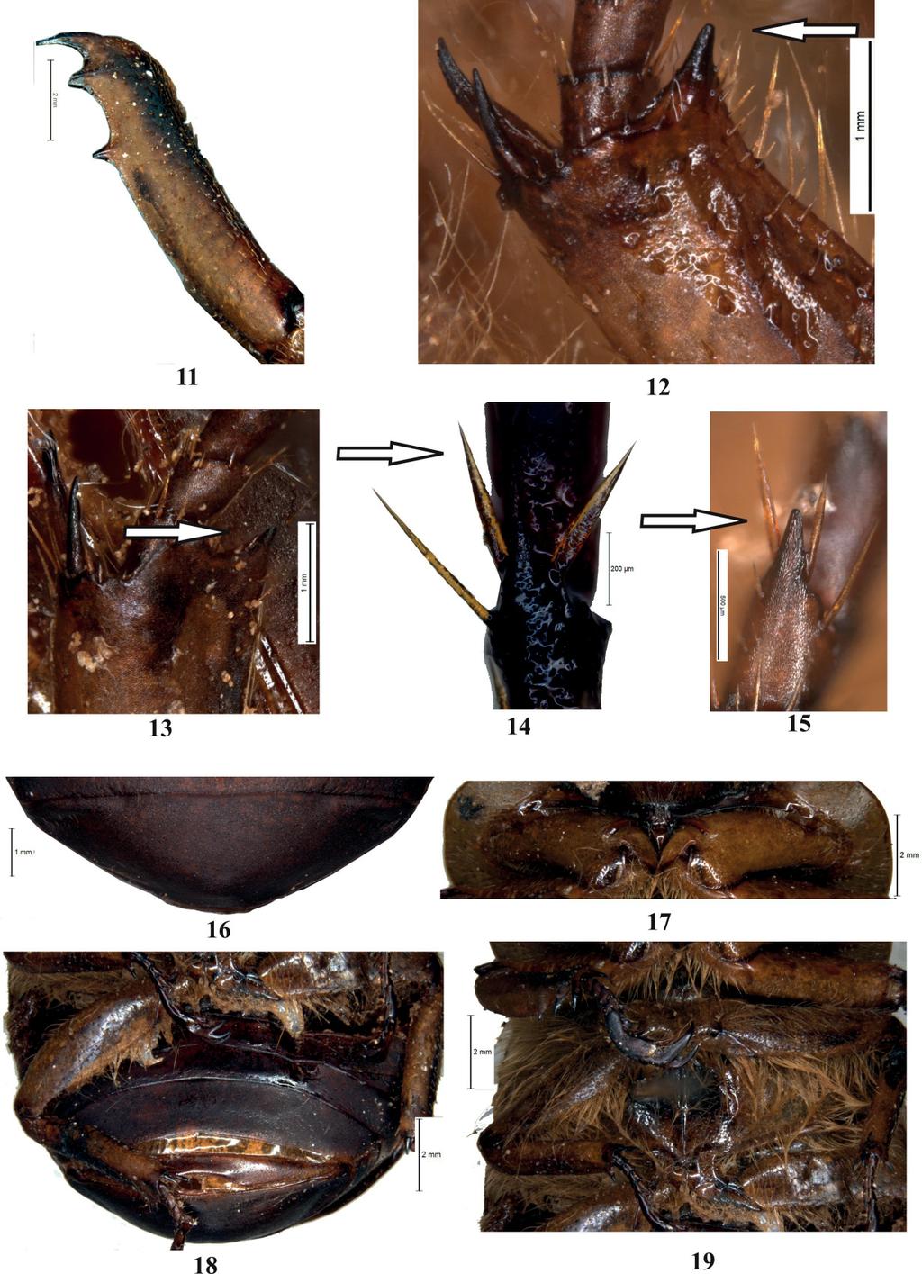 European Journal of Taxonomy 257: 1 11 (2017) Figs 11 19. Pukupuku arunachalensis sp. nov., holotype,. 11. Protibia. 12. Apical part of mesotibia. 13. Apical part of metatibia. 14.