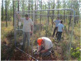 As a result of this effort, 58 gopher tortoises were transported from Florida to AGTHP in early summer, measured, weighed, the sex determined, and the shell marked.