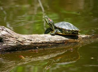 Red Eared Sliders in Toronto Where do they belong?