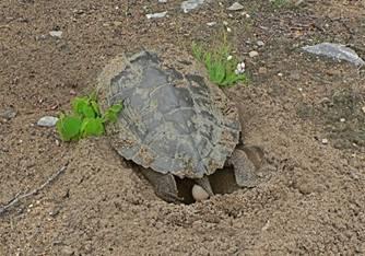 Four native species of turtle (Snapping, Painted, Northern Map, and Blanding's) have been observed on the Island in recent years, as has the non-native Red-Eared Slider.