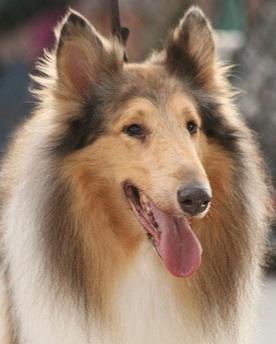 Collie Rescue of Tampa Bay, Inc. P.O.Box 14305, Clearwater, FL 33766-4305 Adoption Application Thank you so much for your interest in adopting a dog from the Collie Rescue of Tampa Bay, Inc.