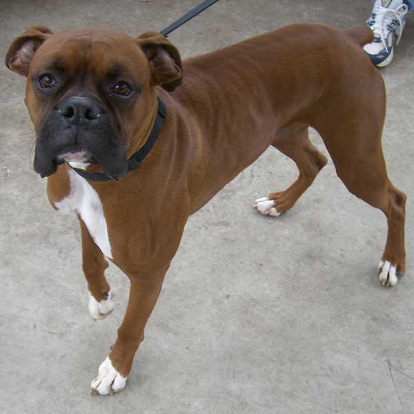Bringing Home Your Rescue Dog CONGRATULATIONS!!! We are all so happy that you chose to help a boxer in need and were willing to open your home and hearts to this great dog!