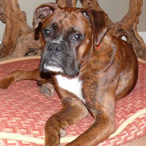 Consider Crating Your Dog Many of the boxers that pass through rescue have been crate trained at one time or another.