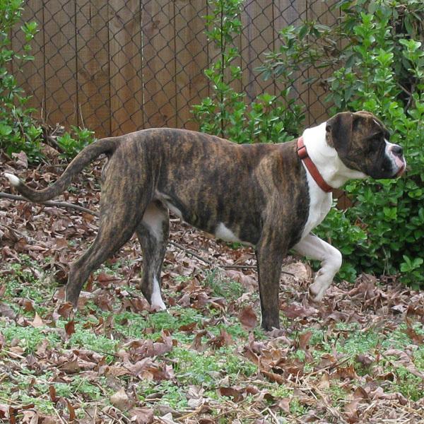 he will settle in more quickly and learn what is expected of him and when. Let your new boxer outside to take care of business as soon as you rise in the morning.