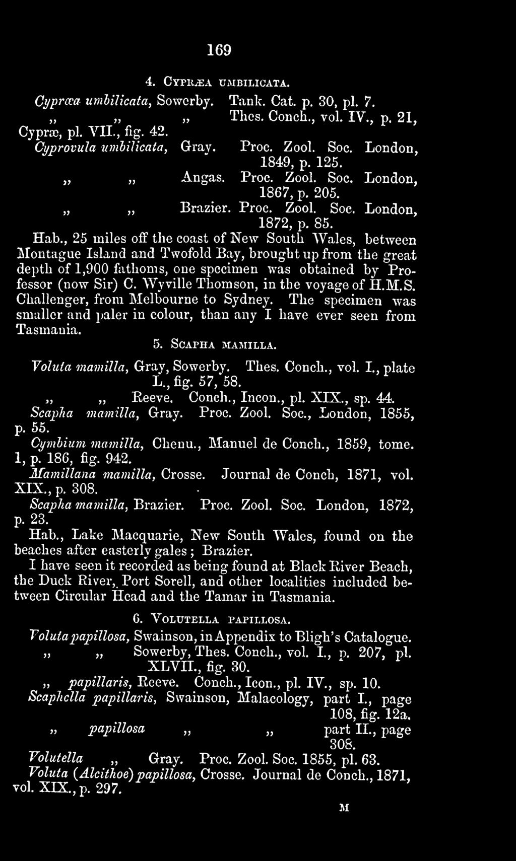 Valuta mamilla, Gray, Sowerby. L., fig. 57, 58. Thes. Conch., vol. I., plate Reeve. Conch., Incon., pi. XIX., sp. 44. Scaplia mamilla, Gray. Proc. Zool. Soc, London, 1855, p. 55.
