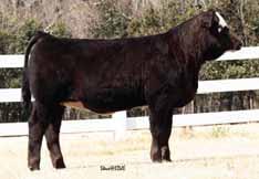 Power Drive always works good on Charm and that s what has been popular in past sales. Firm Foundation a bull used as clean up at PRS and is now working in a herd in Alabama is a full sib.