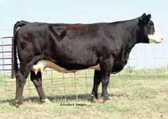 This female has a nice set of EPDs that will make her a genetic asset to her future home. AI to GWS Ebonys Trademark, ASA# 2231696 on 3-20-10.