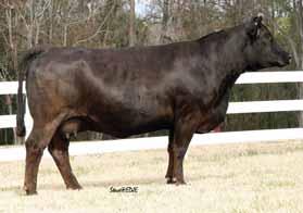 This Star Power daughter is backed by a dependable line of genetics. This one should be easy for anyone to fi nd on sale day.