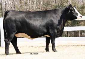 90 A 90 PRS Ever Better W357 PUREBRED BULL BD: 12-01-09 ASA# 2526118 Tattoo: W357 BW: 78 SVF NJC Mo Better M217 HSF Better Than Ever HSF Victoria P30 WHF Summer S240 WHF Grethen 240P 8 BW 1.