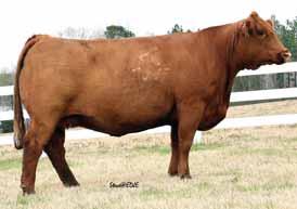 511U is a product of purchasing a pick of heifers from KenCo out of the donor Lady Remington 5S, backed by Olivia and H25.