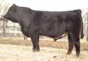 In just recent months at the Kentucky Beef Expo, and the Tennessee Agribition, Dew It Right s progeny were among the top in the show and the sale.