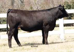 A fall born by Dew It Right with solid EPDs and worth your appraisal sale day. Homozygous black and homozygous polled.