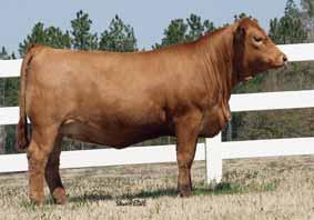 This homozygous polled donor has the depth and overall capacity to continue to excel and be a huge asset in any program. Another strong quality is S32 ability to be a easy keeper and be effi cient.
