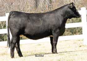 06 API 95 Southern Jem is a female with the look of a champion. The best of SimAngus genetics backed by a great Hoff cow.