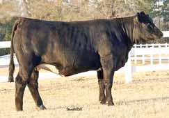 Look for her black calf by Star Player. PE to Oval F Ringleader, ASA# 2304945 from 2-01-10 to 2-10-10 PE to SVF Star Player, ASA# 2392704, from 2-16-10 to 4-13-10. Safe in calf. Due 12-07-10.