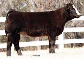 09 API 101 PRS Ironman U800 12A BD: 1-27-10 Sex: BULL BW: 60 Sire: DUFF Basic Instinct 6501 New look is a fi rst calf heifer we purchased last fall from Bill Fulton out of the Genetic Perfection sale.