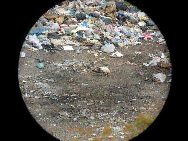 Photo 3. An Egyptian vulture feeding on the dumps site Photo 4.