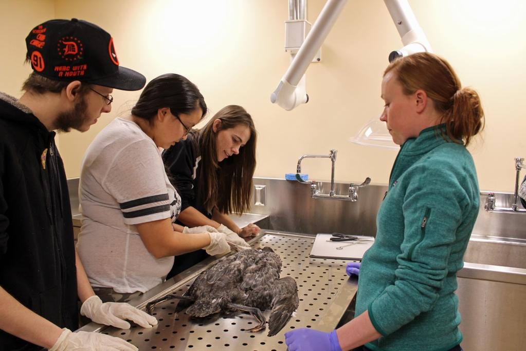 Animal CSI on a loon with Veterinarian