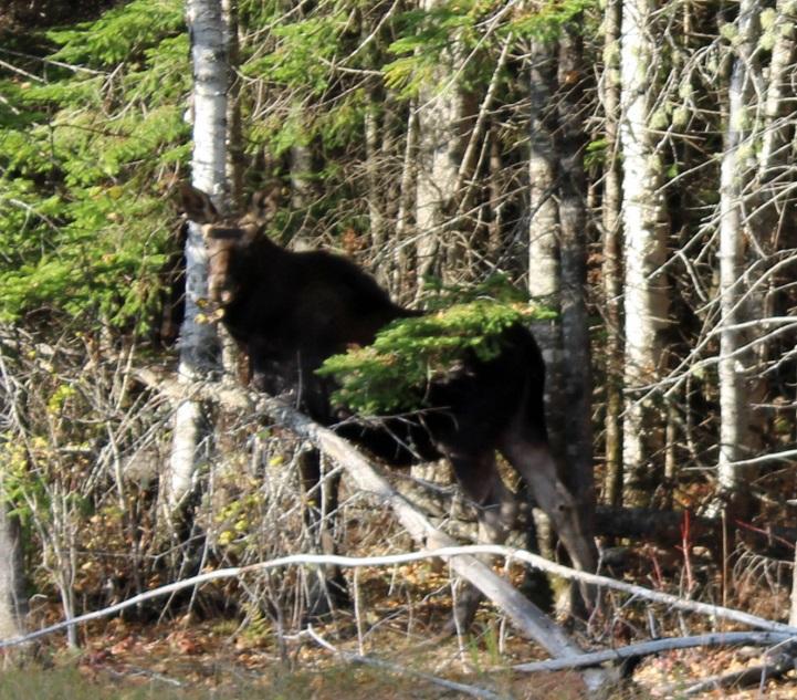 An Aroostook County study from 2010 by the University of Maine at Fork Kent has shown that 11% of the 125 moose sampled from throughout the entire