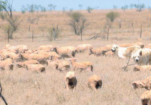 Guardian dogs will protect livestock but new understanding of is needed Livestock guardian dogs are believed to work by establishing and maintaining a territory.