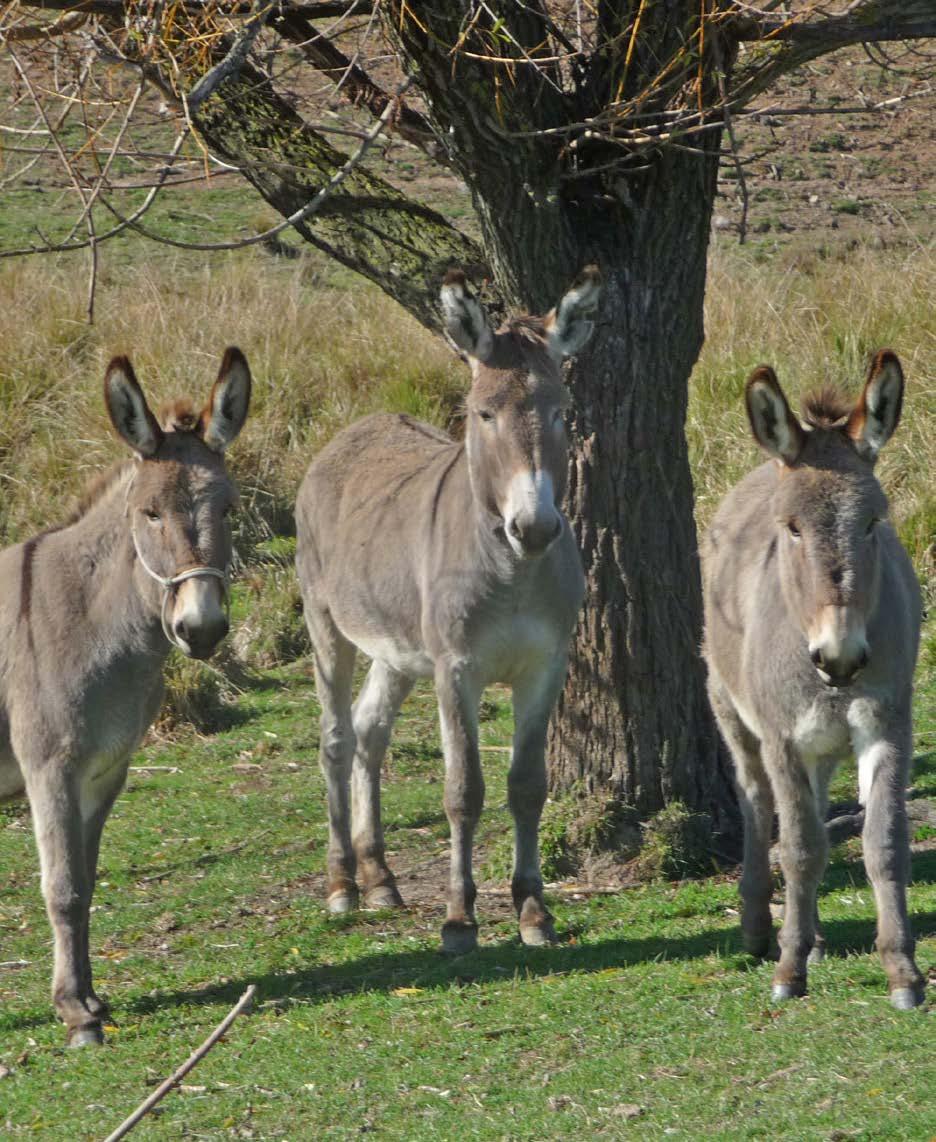 10 Rob has found that there are less wild dog attacks since bringing in the donkeys.