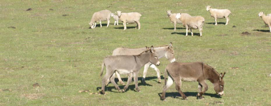 4 The donkeys befriend the sheep to protect them.