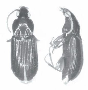 443 A B C D E F Fig. 1. Metoncidus species, dorsal and lateral views. A-B, M. tenebrionides; C-D, M. epiphytus; E-F, M. gracilus; scale bars = 1 mm.