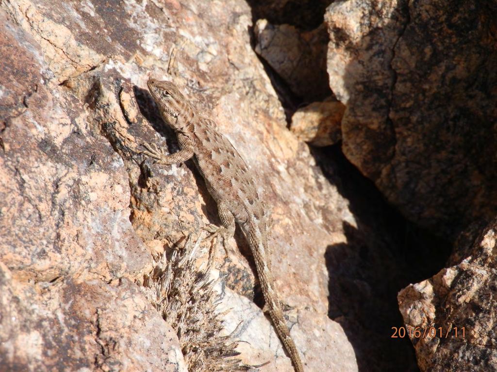 Sagebrush lizard blends