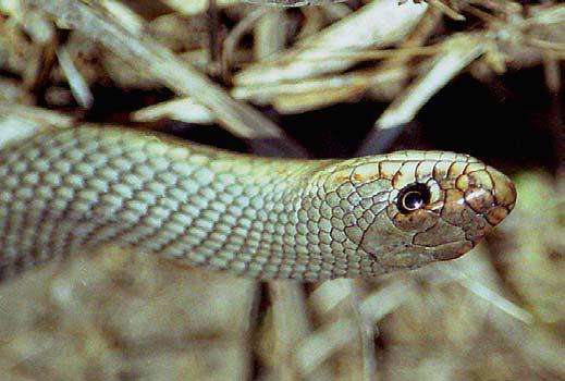 SNAKES Grass Snake (Natrix natrix) Formerly, numerous subspecies of the Grass Snake (Natrix natrix) were recognized. Their number has now been reduced to eleven (ARNOLD & OVENDEN, 2002).