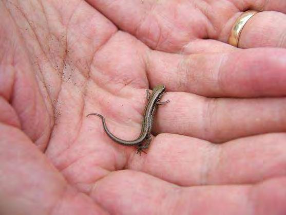 The skink s original tail is usually about the same size as the snout-vent length.