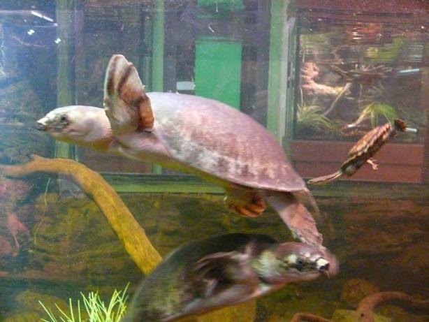 The loose scutes can flex as they are not joined, unlike most other turtles.