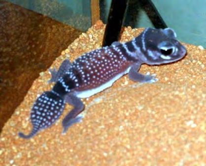 The Smooth Knob-tailed Gecko, Nephrurus laevissimus, in captivity Talk presented at the May 2007 CARA Conference by Steve Comber, Keeper, Live Exhibits, Melbourne Museum.
