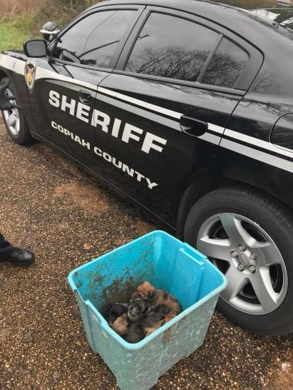 PUPPIES FOUND IN THE COUNTY Deputy Percy Calhoun, from the Copiah County Sheriff Department, rescued a litter of very young puppies. They were found out in the county on a cold December day.