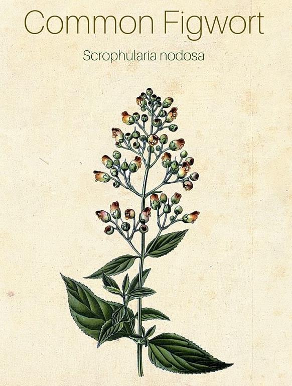 http://www.hopspress.com/books/images/scrophulariaceae.jpg IB BIO 5.4 19 Applications A2: Reclassification of the figwort family using evidence from cladistics.