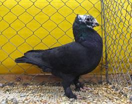 For more information on these, please read my former article on Swiss breeds, published in April 2009, h ttp://www.aviculture-europe.nl/nummers/09e02a04.