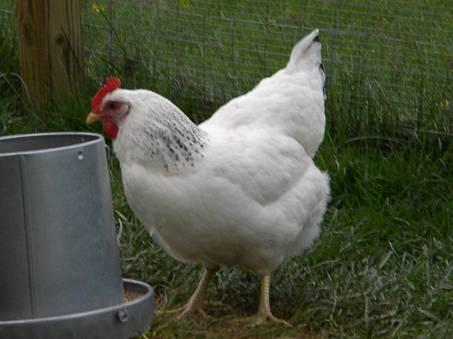 They are difficult to breed in that the rooster and hen have different tail markings- the rooster is to have black and white barring on the tail feathers while the hens are to have black tail