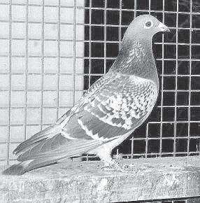 Australia s Independent Racing Pigeon Magazine creation of a species. He genuinely believes that we have a long way to go before we reach the pinnacle of breeding the perfect pigeon.