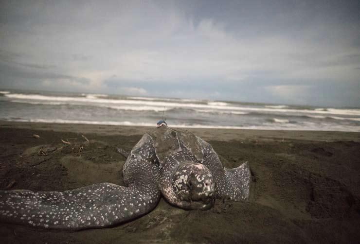 Sea Turtle Conservancy Newsletter Science-Based Sea Turtle Conservation Since 1959 Issue 2, 2018 Leatherback Trends and Tracking from the Bocas del Toro Region,