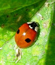 All about Ladybirds Name of Ladybird What it looks like Where it likes to breed Where it likes to hibernate 2 spot (Adalia
