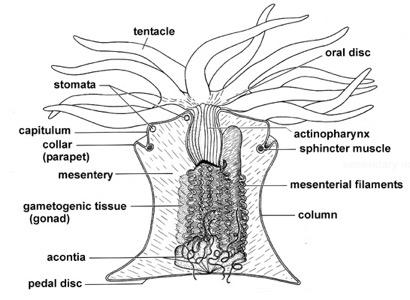 Metridium sp. internal anatomy!