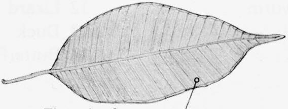 a) Name the part of the leaf shown in the picture.