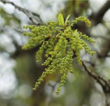 However this can cause problems for people allergic to oak in the springtime. Areas with many oak trees produce lots of pollen into the air which cause cold-like symptoms knows as allergies.