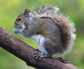 If you are ever in an area with many trees, take a look at the tops of the trees and you might see a squirrel nest.
